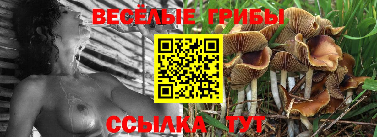 хочу наркоту  Галлюциногенные грибы MAGIC MUSHROOMS  Вход с VPN  Новозыбков  Галлюциногенные грибы прущие грибы 
